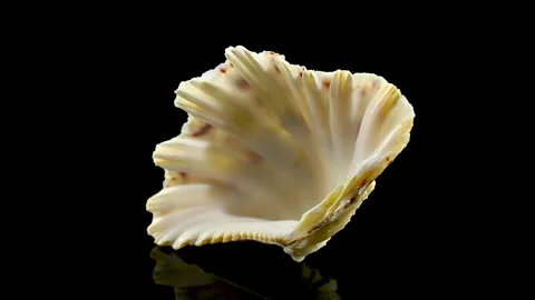 Hippopus sea Shell on a black background Stock Footage 263529801