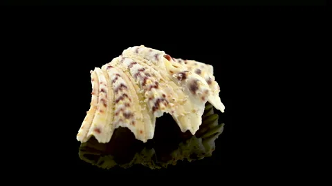 Hippopus sea Shell on a black background 4K Stock Footage 264015939