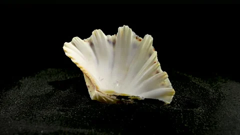 Hippopus sea Shell on a black sand 4K Stock Footage 265562432