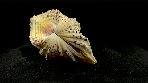 Hippopus sea Shell on a black sand HD Stock Footage 267524104