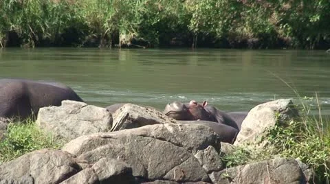 Hippos 2 Stock Footage 11632313