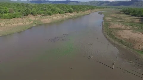 Hippos from above Video stock 67519100