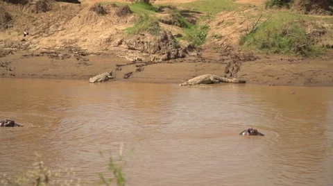 Hippos and Crocodiles in Slow Motion in Mara River, Maasai Mara, Kenya Stock Footage 40956192