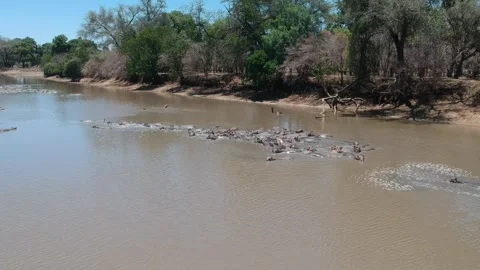 Hippos basking in the river Stock-Footage 272482328