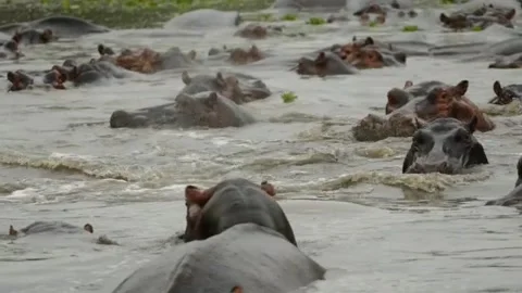 Hippos bath in the puddle Vidéo 237701835