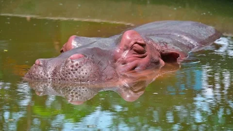 Hippos bathe Stock-Footage 243951513