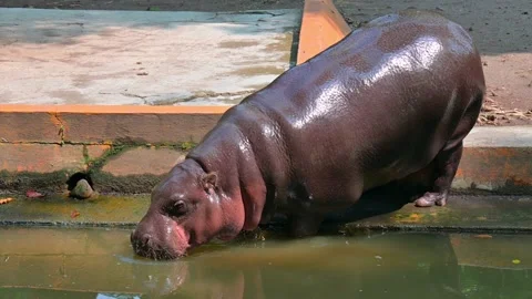 Hippos bathe 스톡 동영상 246222355