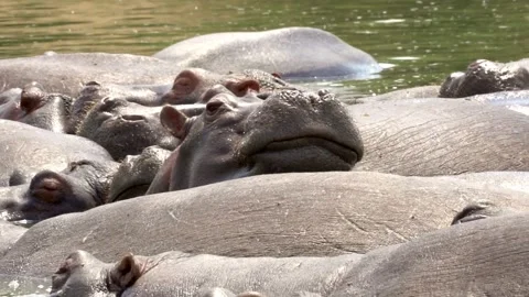 Hippos bathe in slow motion. Two hippos fight a bit Video stock 312002464