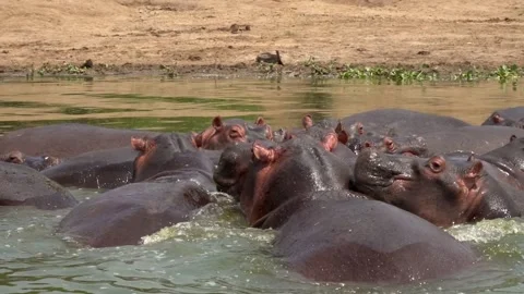 Hippos bathe in slow motion. Two hippos fight a bit 스톡 동영상 312002496
