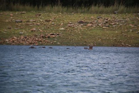 Hippos on Blyde river  Stock Photos