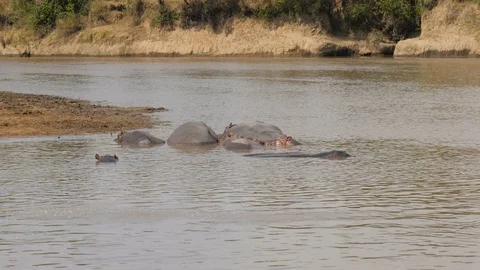 Hippos Cool Off And Resting In The Brown Water Of The Mara River In Africa Video stock 97230366