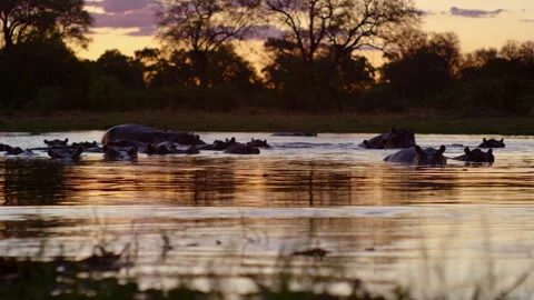 Hippos cool off in the sunset at Okavango Delta in Africa Stock Footage 326019454