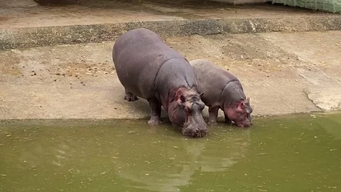 Hippos drinking  water Stock Footage 158943912