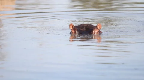 Hippos Ear Twirl Stock Footage 41639292