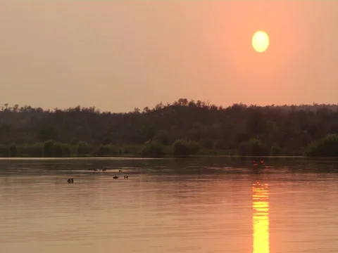 Hippo's earley sunset 库存影片 126086489