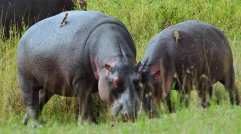 Hippos eating 01 Stock Footage 60388414