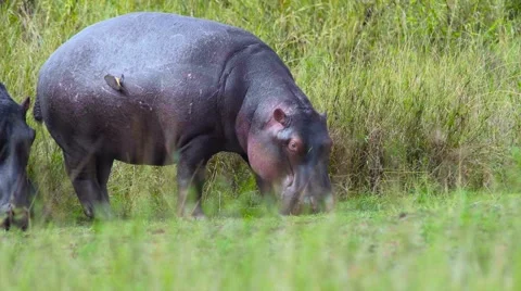 Hippos eating 02 動画素材 60386869