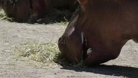 Hippos eating grass in slow motion Stock-Footage 109507409