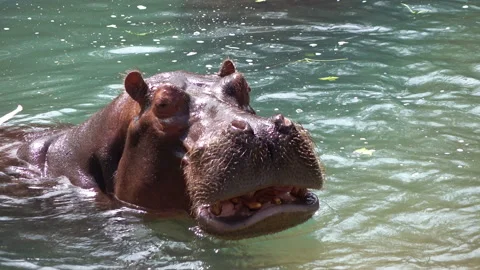 Hippos eating plants in the water in 4k | Stock Video | Pond5