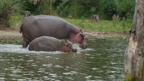 Hippos entering water Stock Footage 244711253