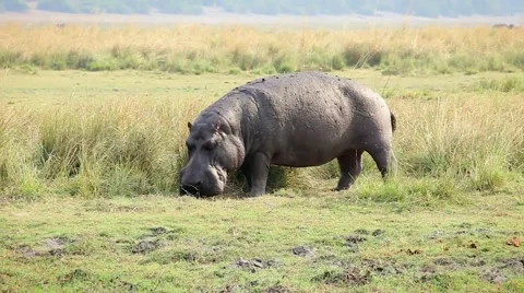 Hippos feed and mark territory by spraying dung in Chobe River, Botswana, Africa Stock Footage 44087950