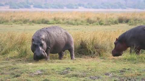 Hippos feed and mark territory by spraying dung in Chobe River, Botswana, Africa Stock Footage 44089427