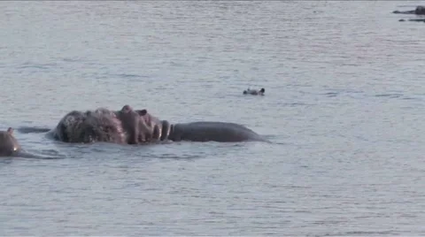 Hippos fighting Chobe Stock Footage 951843