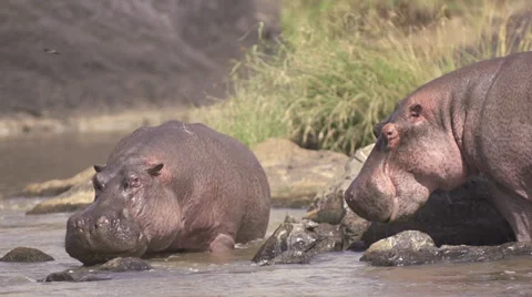 Hippos fighting in Mara river Stock Footage 33546580
