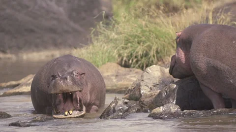 Hippos fighting in Mara river Stock Footage 33547050