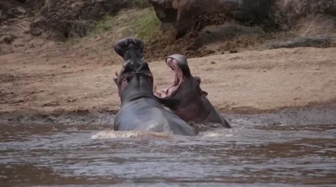 HIPPOS FIGHTING WITH OPEN MOUTH IN THE AFRICAN SAVANNA Stock Footage