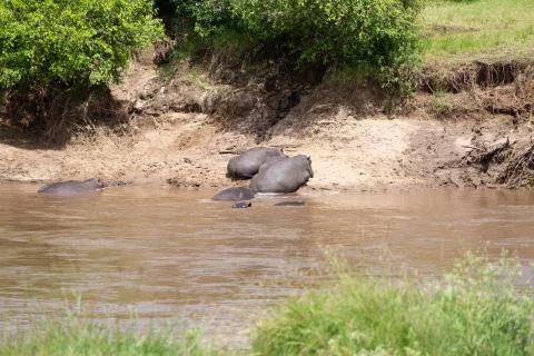 Hippos floating in Mara River, Tanzania Stock Photos