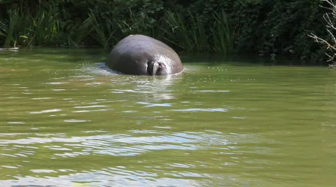 Hippos Video stock 861248