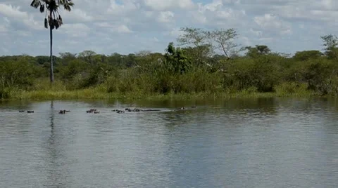 Hippos Stock Footage 7130519