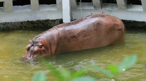 Hippos Video stock 10798155