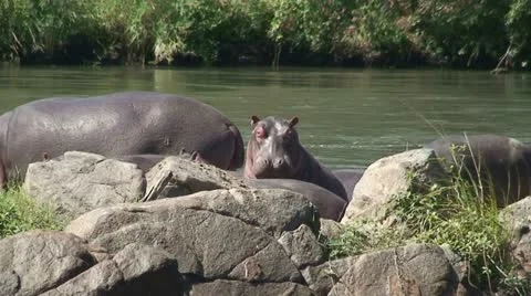 Hippos Stock Footage 11595052