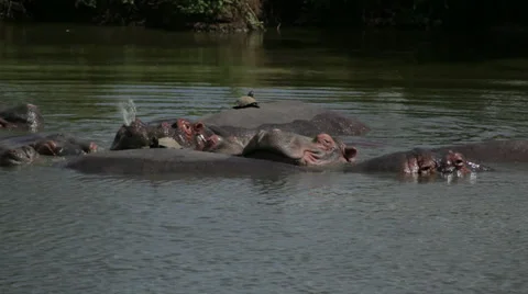 Hippos Stock Footage 29150918