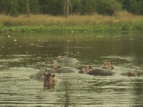Hippos 動画素材 77423272