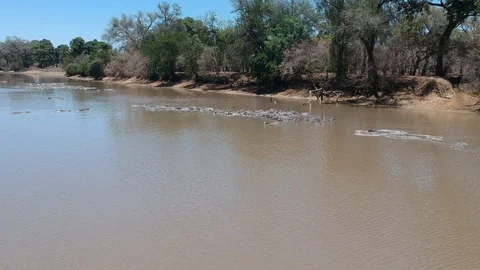 Hippos Vidéo 104955740