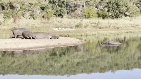 Hippos 動画素材 276154215