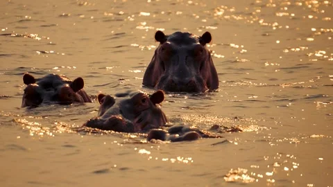 Hippos Stock Footage 278980778