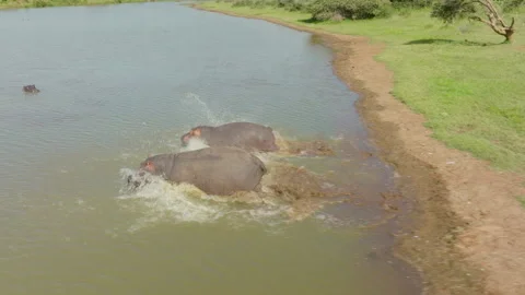Hippos getting in the water Video stock 245050001