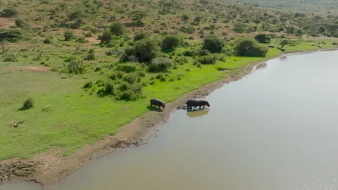 Hippos getting in the water Video stock 245050004