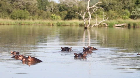 Hippos Group in Lake Stock Footage 41639064