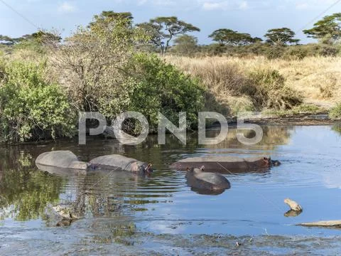 Hippos have a rest in the water hole Stock Photos