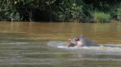 Hippos, Ishasha river, Queen Elizabeth National Park, Uganda, Africa Stock Footage