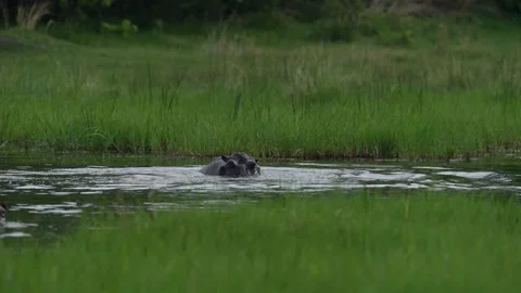 Hippos in the Khwai river, Moremi in Botswana. Africa wildlife nature. Mother an Stock Footage 223371343