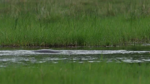 Hippos in the Khwai river, Moremi in Botswana. Africa wildlife nature. Mother an Stock Footage 223371387