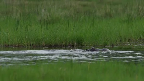 Hippos in the Khwai river, Moremi in Botswana. Africa wildlife nature. Mother an Stock Footage 223371413