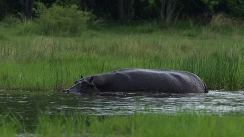 Hippos in the Khwai river, Moremi in Botswana. Africa wildlife nature. Mother an Stock Footage 223371685