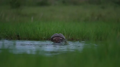 Hippos in the Khwai river, Moremi in Botswana. Africa wildlife nature. Mother an Stock Footage 223371686